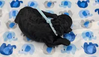 Noah 🩵, a male Poodle - Miniature  for sale in Meta, MO – Photo 8 of 10