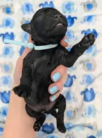 Noah 🩵, a male Poodle - Miniature  for sale in Meta, MO – Photo 2 of 10