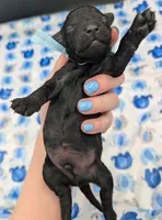 Noah 🩵, a male Poodle - Miniature  for sale in Meta, MO – Photo 5 of 10