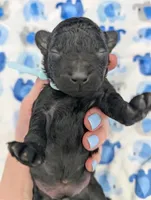 Noah 🩵, a male Poodle - Miniature  for sale in Meta, MO – Photo 6 of 10