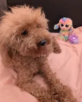 Scarlet Retired AKC Registered , a female Poodle - Miniature  for sale in Meta, MO – 4 of 10
