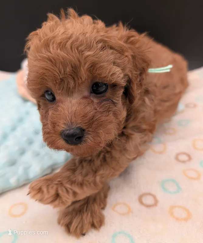 Green 🍏 – Poodle - Toy  puppy for sale in Meta, MO