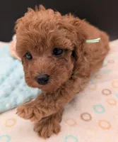 Green 🍏, a male Poodle - Toy  for sale in Meta, MO – 1 of 10