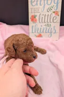 Bo Peep 🩷, a female Poodle - Miniature  for sale in Meta, MO – 5 of 10