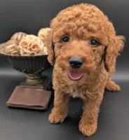 All Spice 🤎, a male Poodle - Toy  for sale in Meta, MO – 2 of 10