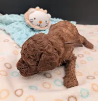 Woody 🤎, a male Poodle - Miniature  for sale in Meta, MO – 4 of 10