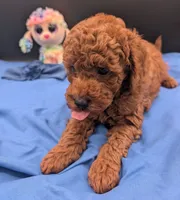 Caleb 🩵, a male Poodle - Miniature  for sale in Meta, MO – 4 of 10