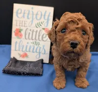 Pompadour 🖤, a male Poodle - Miniature  for sale in Meta, MO – 8 of 10