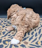 Nathan 🩶, a male Cavapoo for sale in Meta, MO – 9 of 10