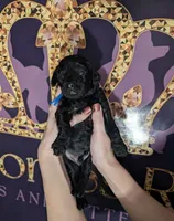 Mufasa 💙, a male Poodle - Miniature  for sale in Meta, MO – 8 of 10