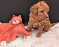 Raspberry 🩷, a female Poodle - Toy  for sale in Meta, MO – 10 of 10