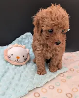 Green 🍏, a male Poodle - Toy  for sale in Meta, MO – 9 of 10