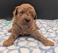 Shaggy 💚, a male Poodle - Toy  for sale in Meta, MO – Photo 6 of 10