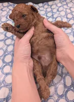 Shaggy 💚, a male Poodle - Toy  for sale in Meta, MO – Photo 9 of 10