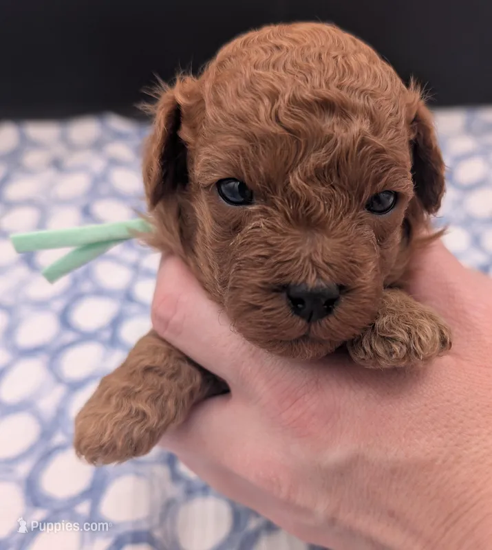 Shaggy 💚 – Poodle - Toy  puppy for sale in Meta, MO