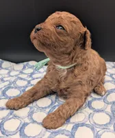 Shaggy 💚, a male Poodle - Toy  for sale in Meta, MO – Photo 7 of 10