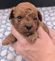 Shaggy 💚, a male Poodle - Toy  for sale in Meta, MO – Photo 2 of 10