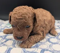 Shaggy 💚, a male Poodle - Toy  for sale in Meta, MO – Photo 5 of 10