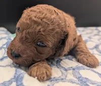 Shaggy 💚, a male Poodle - Toy  for sale in Meta, MO – Photo 3 of 10