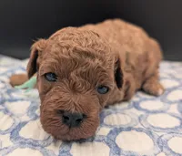 Shaggy 💚, a male Poodle - Toy  for sale in Meta, MO – Photo 4 of 10