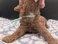 Shaggy 💚, a male Poodle - Toy  for sale in Meta, MO – Photo 10 of 10