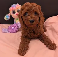 Sophie 💜, a female Poodle - Miniature  for sale in Meta, MO – 3 of 10