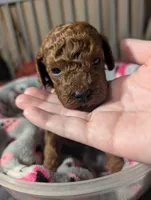 Woody 🤎, a male Poodle - Miniature  for sale in Meta, MO – 7 of 10