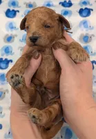 Abel 🤎, a male Poodle - Miniature  for sale in Meta, MO – Photo 2 of 10