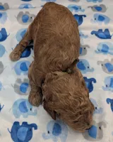 Abel 🤎, a male Poodle - Miniature  for sale in Meta, MO – Photo 7 of 10