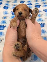Abel 🤎, a male Poodle - Miniature  for sale in Meta, MO – Photo 4 of 10