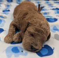 Abel 🤎, a male Poodle - Miniature  for sale in Meta, MO – Photo 6 of 10