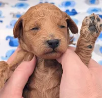 Abel 🤎, a male Poodle - Miniature  for sale in Meta, MO – Photo 5 of 10