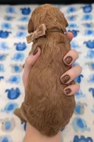 Abel 🤎, a male Poodle - Miniature  for sale in Meta, MO – Photo 3 of 10