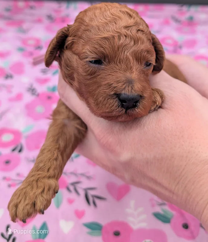 Ruth 💜 – Poodle - Miniature  puppy for sale in Meta, MO