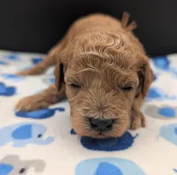 Abel 🤎, a male Poodle - Miniature  for sale in Meta, MO – Photo 10 of 10