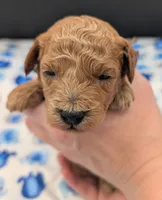 Abel 🤎, a male Poodle - Miniature  for sale in Meta, MO – Photo 9 of 10