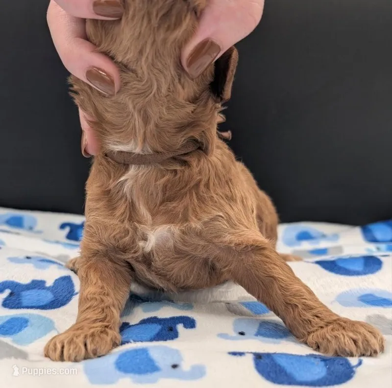 Abel 🤎, a male Poodle - Miniature  for sale in Meta, MO – Photo 1 of 10