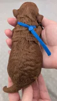 Caleb 🩵, a male Poodle - Miniature  for sale in Meta, MO – 9 of 10