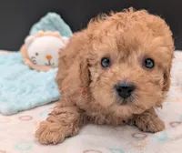Bamm Bamm 🧡, a male Poodle - Toy  for sale in Meta, MO – 5 of 10