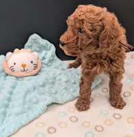 All Spice 🤎, a male Poodle - Toy  for sale in Meta, MO – 10 of 10