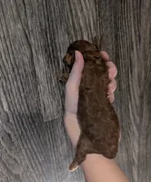 Barney 🤎, a male Poodle - Toy  for sale in Meta, MO – 10 of 10