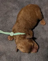 Green 🍏, a male Poodle - Toy  for sale in Meta, MO – 4 of 10