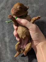 Pebbles 💚, a female Poodle - Toy  for sale in Meta, MO – 5 of 10