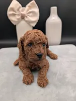 Sophia 🩷, a female Poodle - Miniature  for sale in Meta, MO – 5 of 10