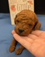 Rex 🦖, a male Poodle - Miniature  for sale in Meta, MO – 9 of 10