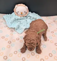 Rex 🦖, a male Poodle - Miniature  for sale in Meta, MO – 6 of 10