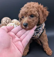 Grape 🍇, a female Poodle - Toy  for sale in Meta, MO – 9 of 10