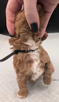 Snoopy 🖤, a male Poodle - Miniature  for sale in Meta, MO – 2 of 10