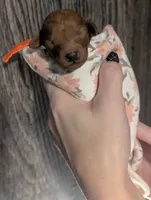 Pumpkin 🧡, a female Poodle - Toy  for sale in Meta, MO – 6 of 10
