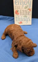 Woody 🤎, a male Poodle - Miniature  for sale in Meta, MO – 9 of 10